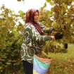 Ordu'da üreticiler fındık hasadına başladı