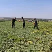 Tarlada 10 TL, manavda 40 TL: Üretici hasattan memnun fiyattan dertli
