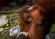 ‘the Toll Is Huge’: El Niño-Driven Wildfires Overwhelm Indonesia’s Orangutan Population