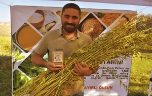 Dergul tahini tescillenince Şırnak'ta susam üretim alanı arttı