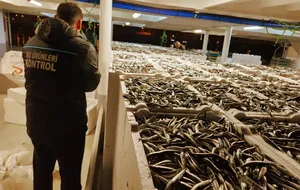 Doğu Karadeniz'de hamsi büyüklüğü ve bolluğuyla yüzleri güldürüyor