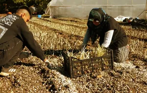 Isparta'da çiftçiler kuraklığa karşı safran üretimine yöneldi