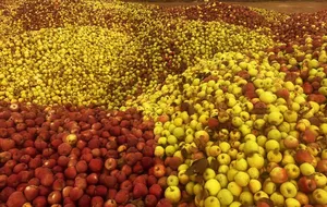 Isparta'da döküntü elmalar meyve suyu olmak için toplanıyor