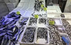 Karadeniz'de balık bolluğu tezgahlara yansıdı: Fiyatlar ne kadar?