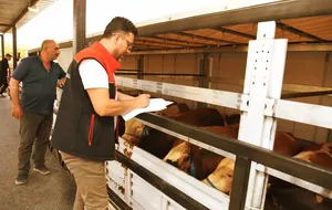Kurban Bayramı öncesi hayvanlara yol denetim istasyonlarında sıkı kontrol