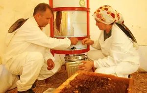 Mersin'de keçiboynuzu balında hasat dönemi başladı