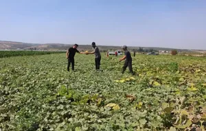 Tarlada 10 TL, manavda 40 TL: Üretici hasattan memnun fiyattan dertli