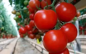Türkiye'nin Domates İhracatı 9 Ayda 304 Milyon 171 Bin Dolara Ulaştı