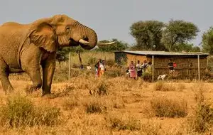 Wie Bienen in Malawi Mensch und Tier Voreinander Schützen
