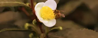 ÇAYMER, bu yıl 50 kilogram çiçek çayı üretti