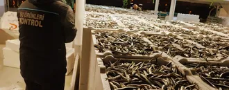 Doğu Karadeniz'de hamsi büyüklüğü ve bolluğuyla yüzleri güldürüyor