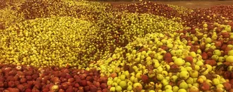 Isparta'da döküntü elmalar meyve suyu olmak için toplanıyor