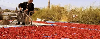 Kayseri'nin damlarında kuruyan Cırgalan biberi sofralara lezzet katıyor