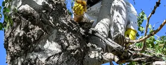 Kilometrelerce Yol Gidip İzini Sürüyorlar: Bir Kovuktan En Fazla 10 Kilo Çıkıyor