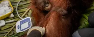 ‘the Toll Is Huge’: El Niño-Driven Wildfires Overwhelm Indonesia’s Orangutan Population