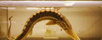 Türkiye'nin denizlerinde yaşayan balık türlerindeki azalma alarm veriyor