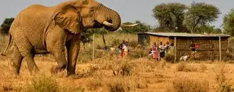 Wie Bienen in Malawi Mensch und Tier Voreinander Schützen