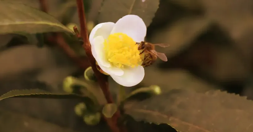 ÇAYMER, bu yıl 50 kilogram çiçek çayı üretti