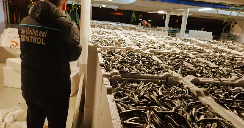 Doğu Karadeniz'de hamsi büyüklüğü ve bolluğuyla yüzleri güldürüyor