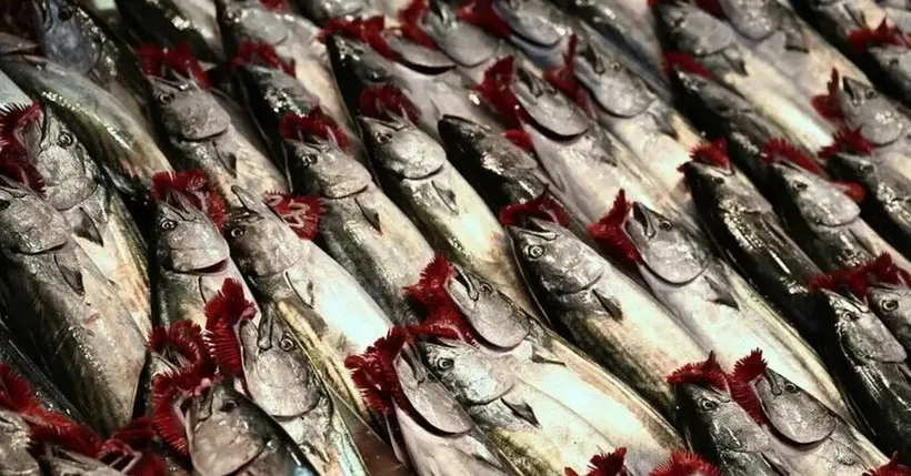 İstanbul'da Ağustos'ta En Çok Palamut Satıldı