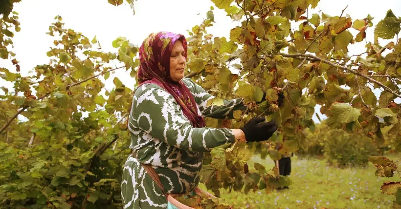 Ordu'da üreticiler fındık hasadına başladı Ordu'da üreticiler fındık hasadına başladı