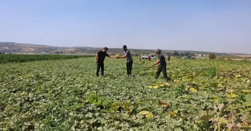 Tarlada 10 TL, manavda 40 TL: Üretici hasattan memnun fiyattan dertli