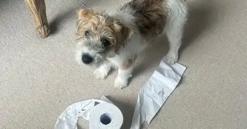 The Pet I’Ll Never Forget: Dennis the Terrier – WHO Once Farted on Jilly Cooper’s Sofa