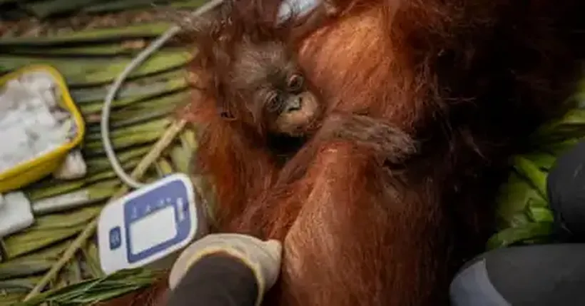 ‘the Toll Is Huge’: El Niño-Driven Wildfires Overwhelm Indonesia’s Orangutan Population