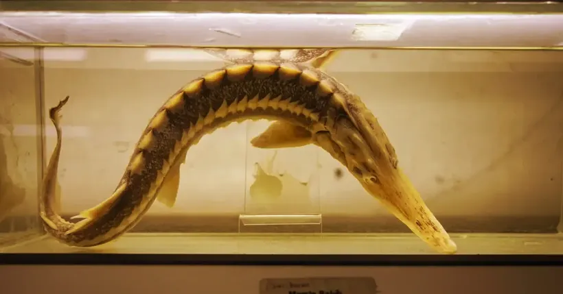 Türkiye'nin denizlerinde yaşayan balık türlerindeki azalma alarm veriyor