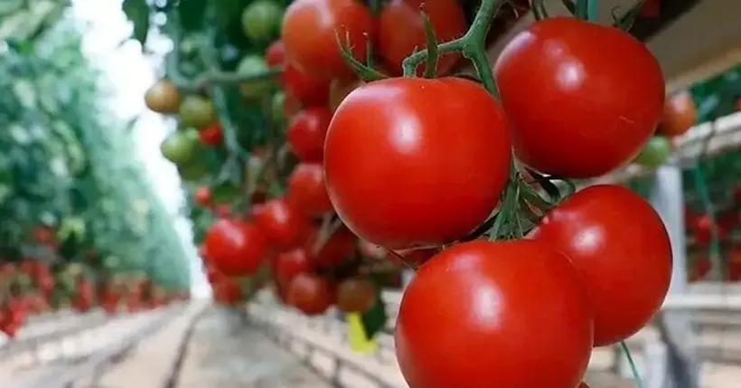Türkiye'nin Domates İhracatı 9 Ayda 304 Milyon 171 Bin Dolara Ulaştı