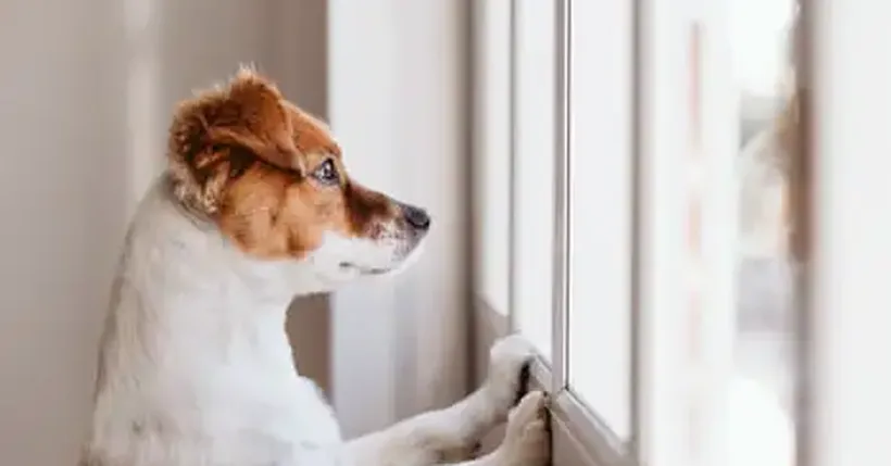What Happens to a Dog When Its Owner Can’t Leave Hospital? | Ranjana Srivastava