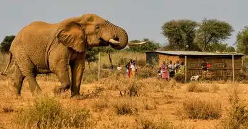 Wie Bienen in Malawi Mensch und Tier Voreinander Schützen