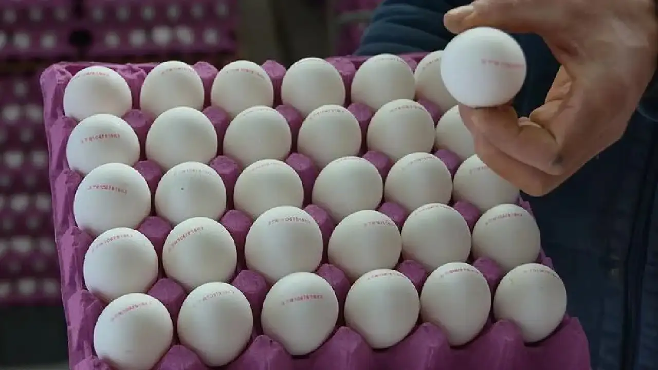 Avrupa'da Yumurta Alarmı: 306 Kişi Hastalandı, 8 Ülkede Geri Çağırma Başladı